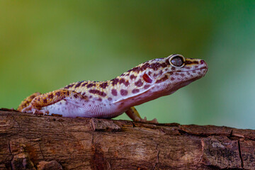 The leopard gecko or common leopard gecko (Eublepharis macularius)