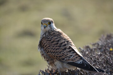 Kestrel is sitting on a hedge