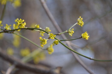 First buds announce the springtime