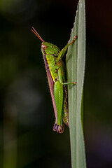 Grasshoppers are typically ground-dwelling insects with powerful hind legs which allow them to escape from threats by leaping vigorously
