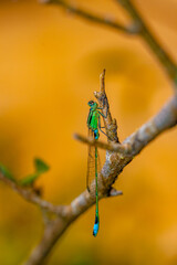 dragonfly perched on branch