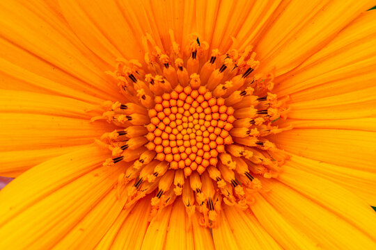 a close up of sun flowerrs