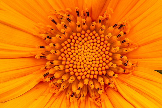a close up of sun flowerrs