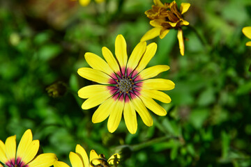 a beautiful flower with yellow petals and a greenish background