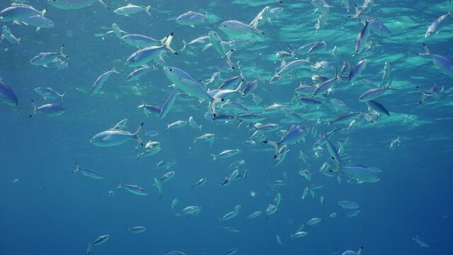 Shoal of Blue Fusilier fish swims in blue ocean, Slow motion. Large school of Lunar Fusilier (Caesio lunaris) feeding on plankton under surface in blue water