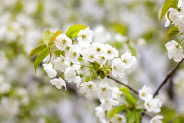 Blooming apple tree. White flowers. Close-up. Selective focus.