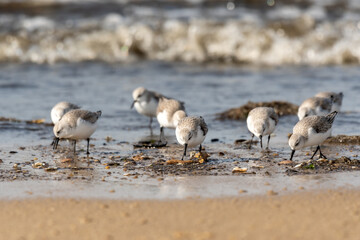 Little shore birds along the oceans edge searching for food as a gentle wave rolls in. 