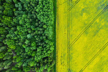 aerial photo of rapeseed field and forest