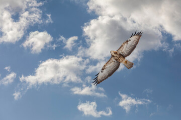 a hawk looking for bait in the air, Common Buzzard, Buteo buteo