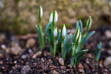 Green Galanthus plant with white buds.