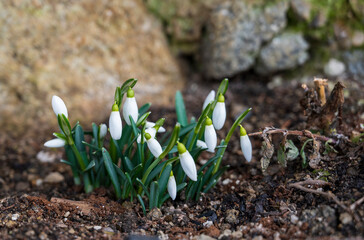 Green Galanthus plant with white buds.