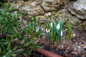 Green Galanthus plant with white buds.