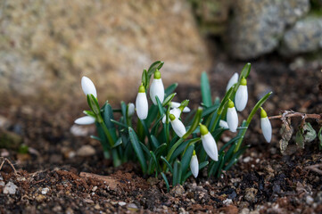 Green Galanthus plant with white buds.