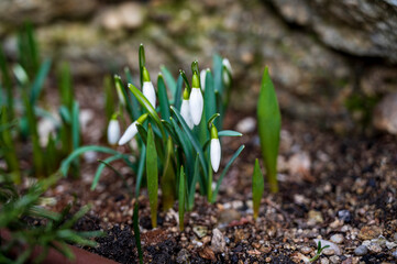 Green Galanthus plant with white buds.