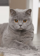 British shorthair cat face close up