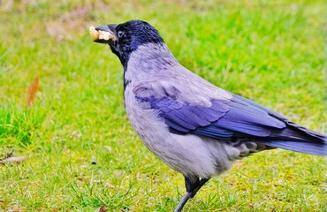 crow on the grass