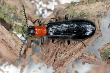 Detailed closeup of a checkered beetle, Tillus elongatus, Checkered beetle, family Cleridae. The developmental stage of this species: adult insect.