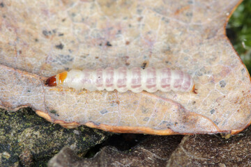 Detailed closeup of a checkered beetle, Tillus elongatus, Checkered beetle, family Cleridae. The developmental stage of this species: larva.