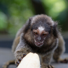 monkeys wants the banana