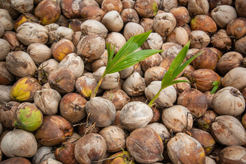 THAILAND PRACHUAP KHIRI KHAN COCONUT PLANTATION