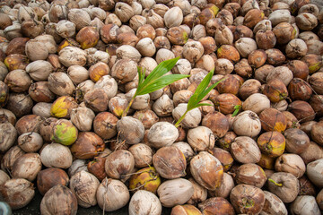 THAILAND PRACHUAP KHIRI KHAN COCONUT PLANTATION