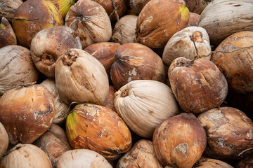 THAILAND PRACHUAP KHIRI KHAN COCONUT PLANTATION