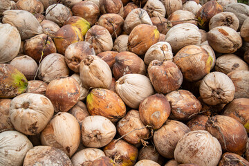 THAILAND PRACHUAP KHIRI KHAN COCONUT PLANTATION