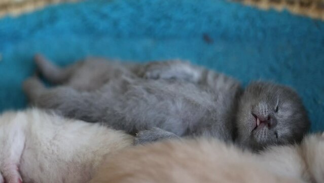 Little British kitten, sleeping in the nest