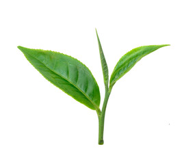 tea leaf isolated on transparent png