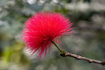 rote Blüte