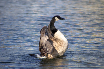 Goose stretching wings