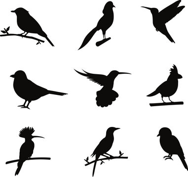 A black silhouette of birds with different colors