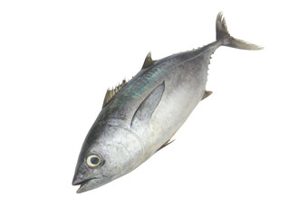Close-up of bluefin tuna on white background.