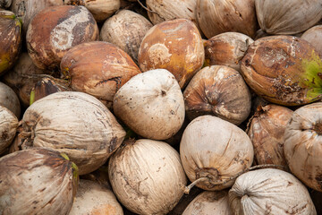 THAILAND PRACHUAP KHIRI KHAN COCONUT PLANTATION