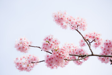 満開の河津桜