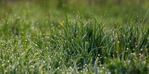 dew drops closeup on the lawn. green natural environment background