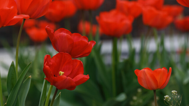 flowerbed with red tulips. spring holiday season