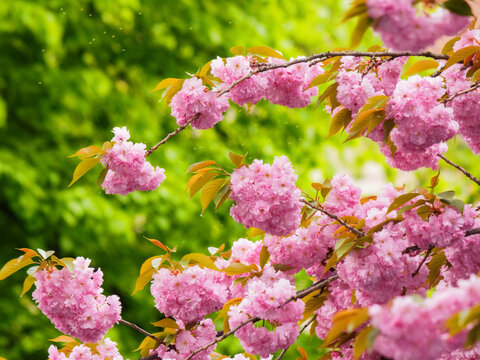 pink cherry blossom in the garden. springtime wallpaper in april