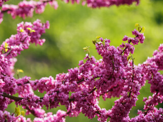 purple flowers of blossoming judas tree. nature background on a sunny day in spring