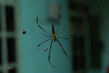 spider with spider web in front of home