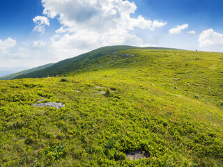 Fototapeta premium carpathian countryside with grassy meadows. summer scenery in morning light