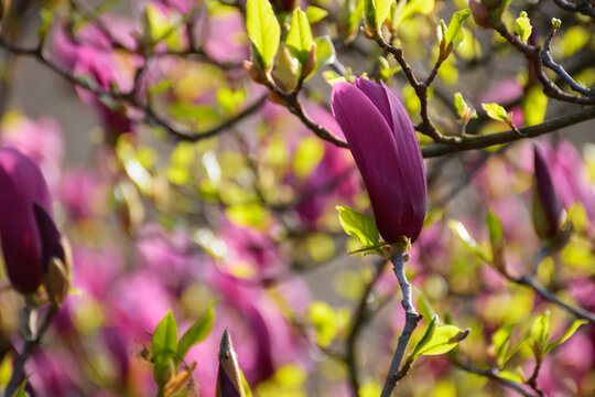 branch of purple blossoming magnolia. floral background in the park