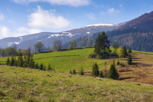 beautiful spring background of grassy hills and mountains. trees on the slopes. ridge with snow capped tops in the distance