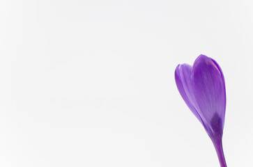crocus sativus in fiore isolato su sfondo bianco