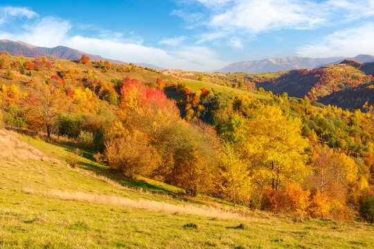 forest on a sunny afternoon in autumn season. mountainous countryside landscape of transcarpathia ukraine