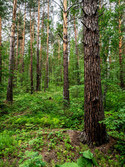 Fototapeta premium pine trunks in the pine forest in summer