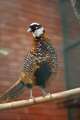 pheasant on the fence