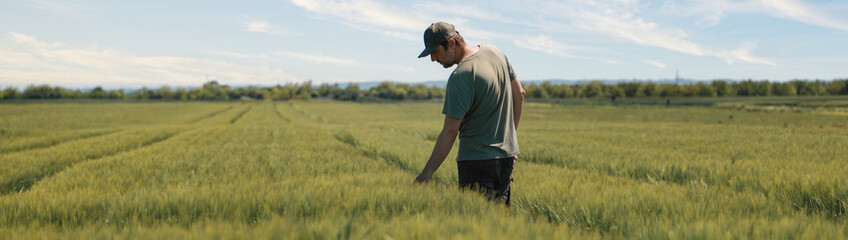 Agronomist examining barley crops in agricultural field, middle aged agronomist wearing green...