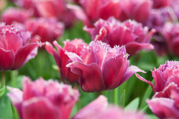 Obraz na płótnie Canvas Pink tulips bloom in the spring garden. Dutch flower field. Floral bright background.
