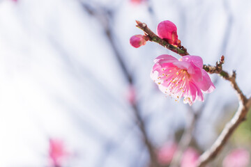 紅梅の花　早春イメージ